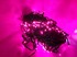 Гирлянда светодиодная 20 м , черный провод,200 LED,розовый - картинка 1